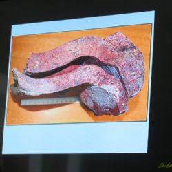 BESEDOVALI S GEOLOGEM