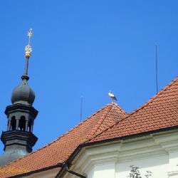 Do Černošína přiletěli čápi